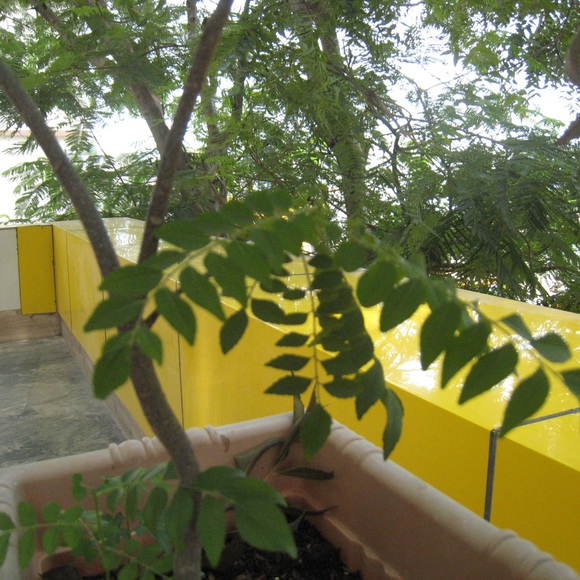 Canon IXY DIGITAL camera - Picture 14 of 14